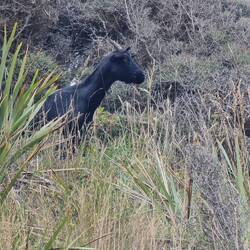 Keine Pingus dafür eine Ziege