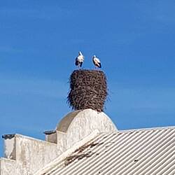 ...hoch oben thront das Storchenpärchen