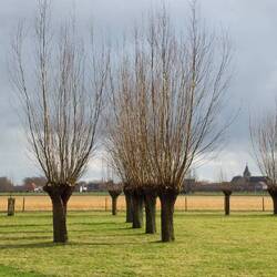 Junge Kopfweiden vor der Kirche von Middelburg!