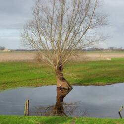 Das natürlich eine Kopfweide!