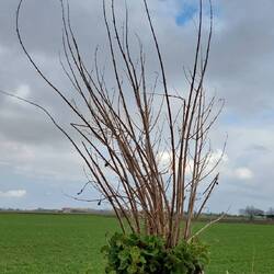 Das Leben findet seinen Weg!