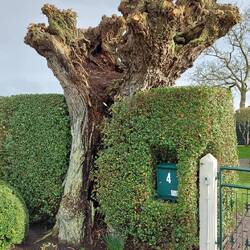 Alte Kopfweide in die Haushecke integriert!