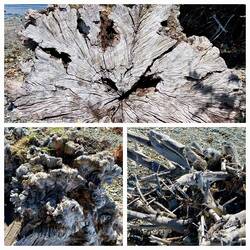 Fundstücke am Strand
