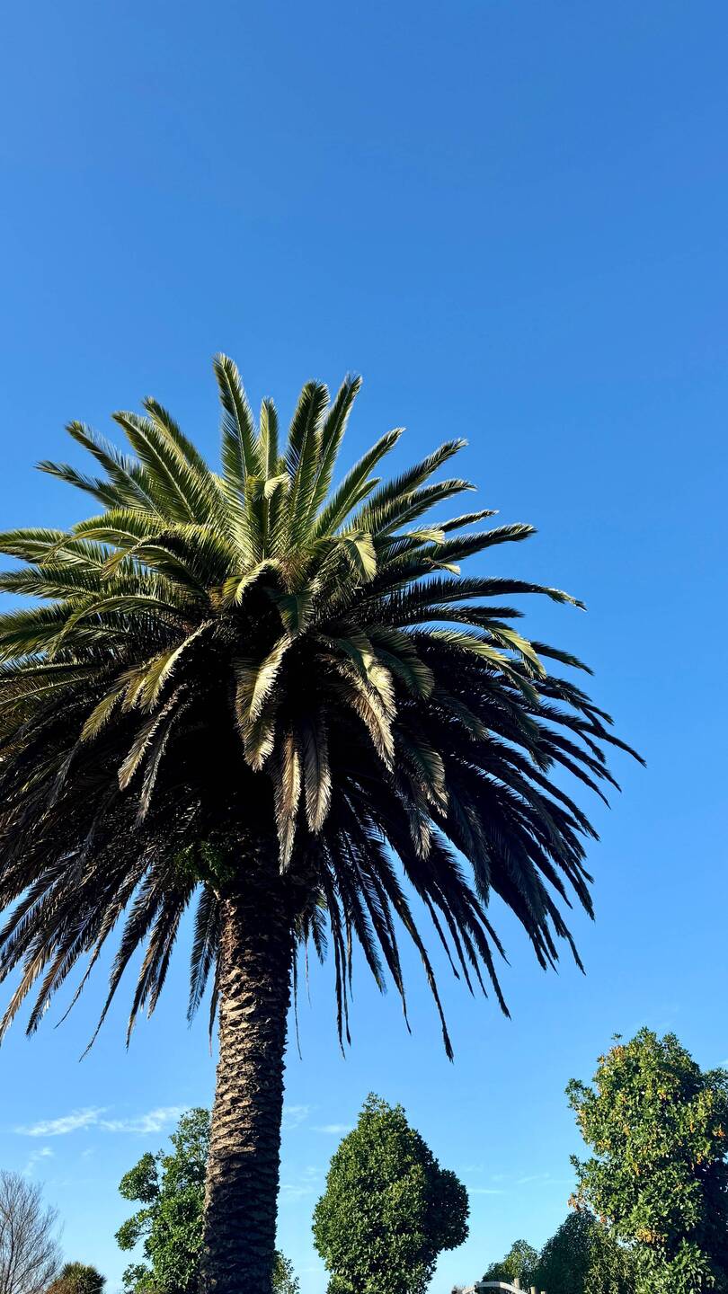 Tahunanui Beach