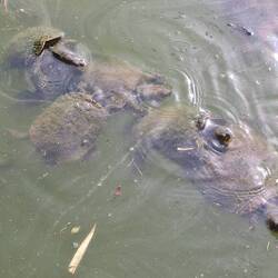 Im Teich vor dem Balkon