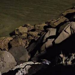 En chline Entdecker 2.0 - kleiner Blaupinguin