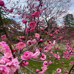 Um diese Jahreszeit blüht jetzt die japanische Pflaume (ume)
