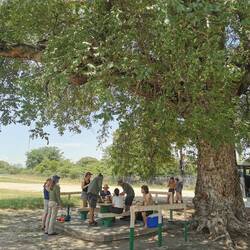 Picknick unterm Baum