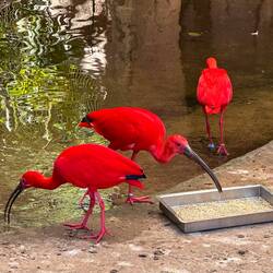Guara, Scharlach-Ibis oder Scarlet Ibis genannt