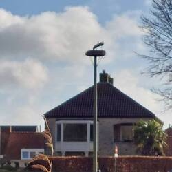 Kurz vor Sluis das nächste schon besetzte Nest!