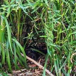 Tasmanian Devil in the bush