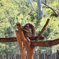 Koala!