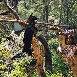 Red-Tailed Black Cockatoo