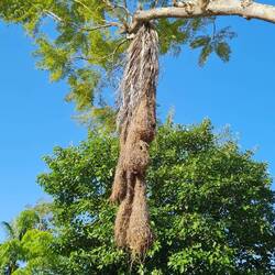 Nester der Oropendulas