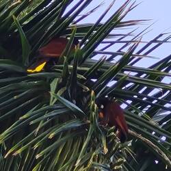 Montezuma Oropendula