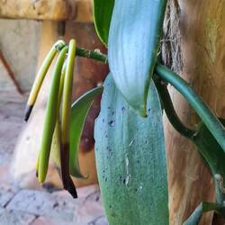 Mit der Hand bestäubt Kapselfrucht