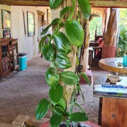 Nicht essbare Vanillesorte