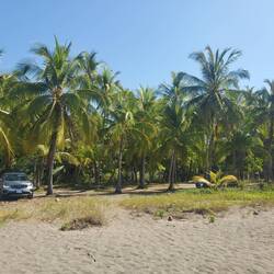 Beautiful beach lined with palm trees