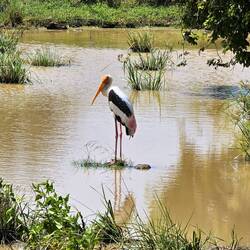 painted stork