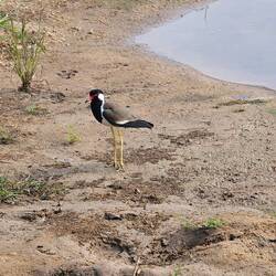 red wattled lapwing