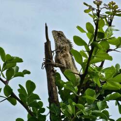 monitor lizard