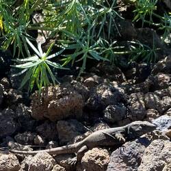 Wie überall auf dem Lavafeld lieben die Eidechsen die Wärme der Steine.