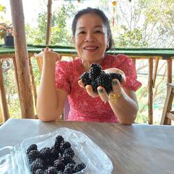 Mega Brombeeren