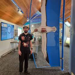 Albatros sind riesig!