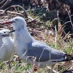 Möwen werden gefüttert