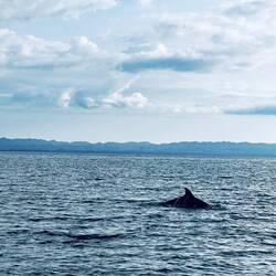 Viele Dolfine gesichtet