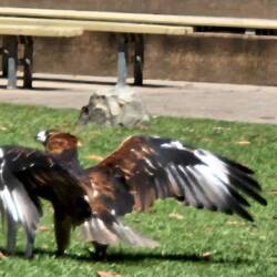 Black breasted buzzard