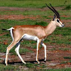 Große Gazelle