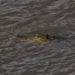 Krokodil