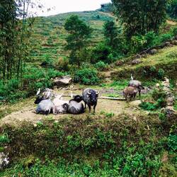 No meh Buffalos ☺️