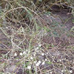 Was blüht denn da so früh, die Pflaumenkirsche!