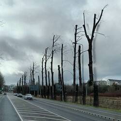 Loads of brutal tree surgery