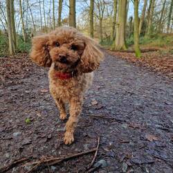 Tiger Lilly enjoyed her walk round Colemere
