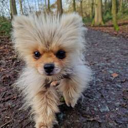 Leo walked a little way before he asked to be carried 🥴