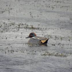 A male Teal hankering down against the wind