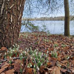 We're seeing more and more snowdrop drifts as the days grow longer