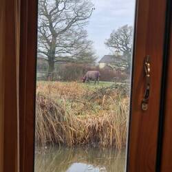 View of horses accross the canal