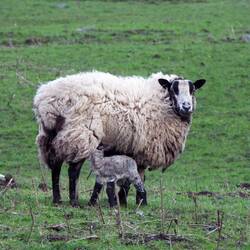 1st lamb of 2024 that we've seen 🥰