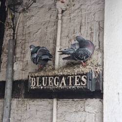 Pigeons sheltering from the rain