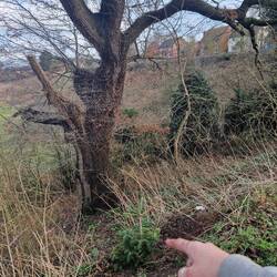 We planted the xmas tree Jenny gave us at the side of our mooring. Hopefully it will survive