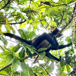 With spider monkeys and birds