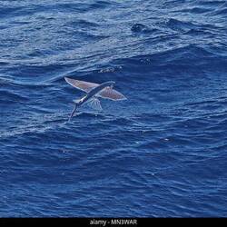 Flying fish