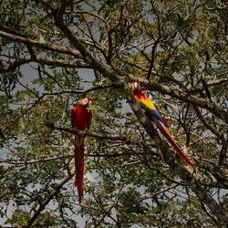Aras (auf dem Weg nach Drake Bay fotografiert).