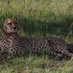Gepard
