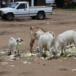 Ziegen verwerten die Gemüseabfälle