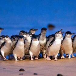 Little Blue Penguins